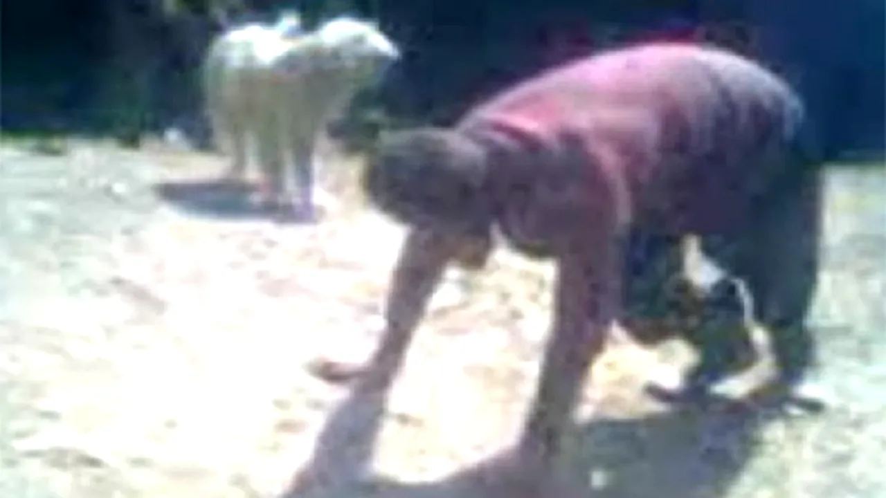 De râs sau de plâns? Un cioban a fost obligat de nepotul şefului stânei să meargă în patru labe şi să facă precum vaca - VIDEO