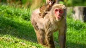 Unde au ajuns animalele din casa lui Nuţu Cămătaru, date de gol de maimuţa fugară prinsă pe străzile din sectorul 5