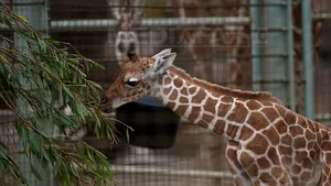 Realizare importantă. Un pui de girafă Masai, pe cale de dispariţie, s-a născut la o grădină zoologică din Columbus