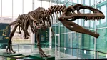Un schelet de Tyrannosaurus rex a doborât toate recordurile la licitație. Cu cât s-a vândut