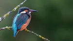 Plătiți să se uite la animale. Unii oameni pot primi aproape 500 de euro pe lună pentru observarea faunei sălbatice