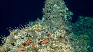 Un recif de corali a fost descoperit în apropierea Insulelor Galapagos 