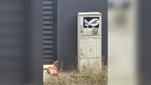 POLITIC Un cap de porc, simbol al trădării, lăsat la poarta lui Marius Lulea. Poliția Ilfov face verificări | Lulea: Mă tem pentru siguranța celor cinci copii ai mei