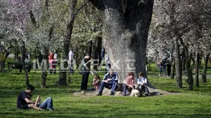 Primăria Capitalei le răspunde bucureştenilor revoltaţi de tăierile de copaci: Veniţi să vedeţi documentele. Vor fi plantaţi alţii, în luna septembrie - FOTO 