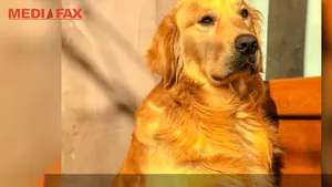 Beatrice nu îşi mai duce căţelul la pet-hotel, afacerile de profil sunt în cădere liberă 