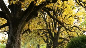 VREMEA, caldă pentru această perioadă a anului. Prognoza meteo pentru luni şi marţi