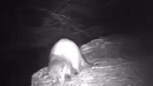 O vidră jucăuşă a fost filmată pe malul unui râu de munte din Parcul Naţional Călimani