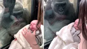VIDEO Dragostea maternă depăşeşte bariera între specii. Gestul emoţionant al unei gorile faţă de o proaspătă mămică şi copilul ei