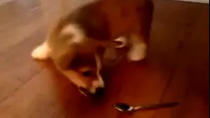 IMAGINI AMUZANTE: Cum 