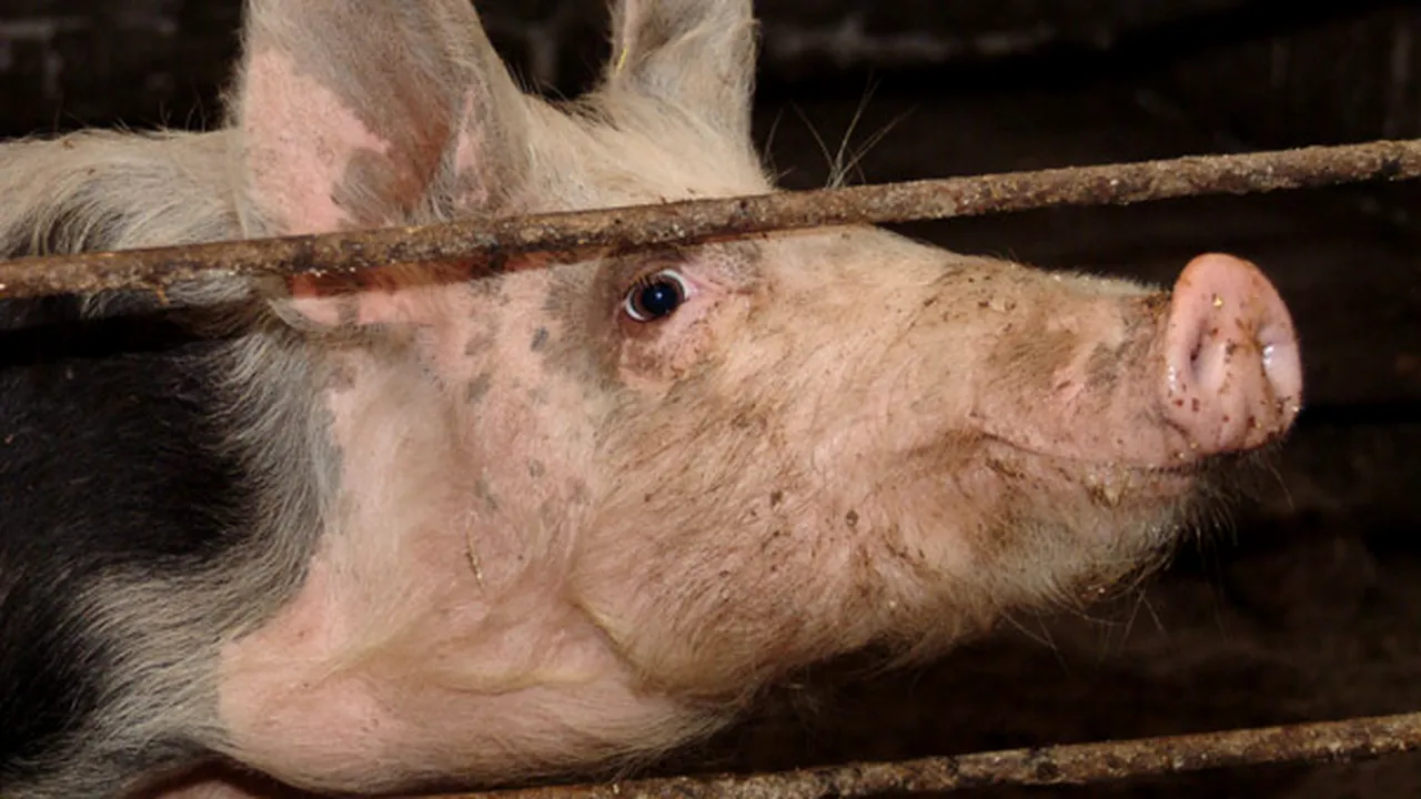 FOTO Două capete de porc tăiate în două au fost agăţate de gardul unui viitor loc de cult musulman în Franţa
