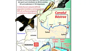 WWF: Canalul Bîstroe este o ameninţare importantă pentru mediu