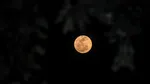 Buck Moon sau Luna Cerbului: Cum să observi Luna plină cea mai îndepărtată de Soare din acest an