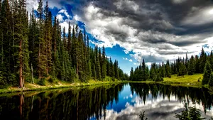 Experţi: Restabilirea suprafeţelor împădurite, una dintre cele mai eficiente soluţii de atenuare a schimbărilor climatice