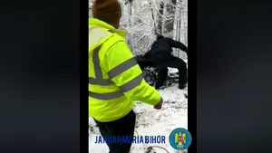 Intervenţie a jandarmilor montani, după ce doi tineri au intrat cu ATV-ul într-un copac, la Padiş. VIDEO