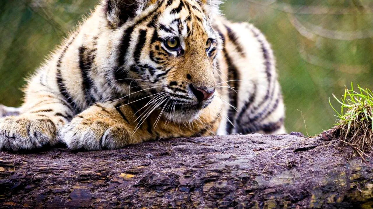 Fără selfie-uri, fără telefoane: de ce destinațiile pentru viață sălbatică încep să spună „nu” turiștilor