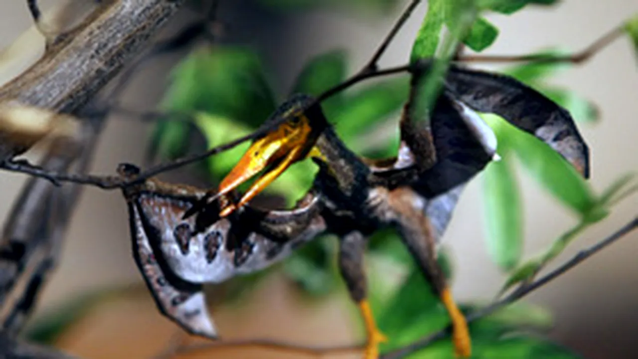 Cea mai mică reptilă zburătoare de pe planetă, prezentată la Rio de Janeiro