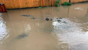 VIDEO | Imagini dramatice în Harghita după potopul de seara trecută: zeci de case şi apartamente, inundate