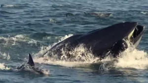 Un pescar a găsit o comoară: 30 de kilograme de vărsături de balenă. Un kilogram costă 50.000 de euro
