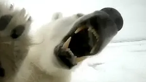 EXPERIENŢĂ ÎNFRICOŞĂTOARE: Cameramanul care a avut curajul să stea lângă un urs polar înfometat - VIDEO
