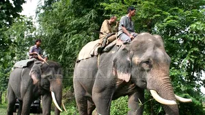 Reţea de trafic de elefanţi, anihilată în India