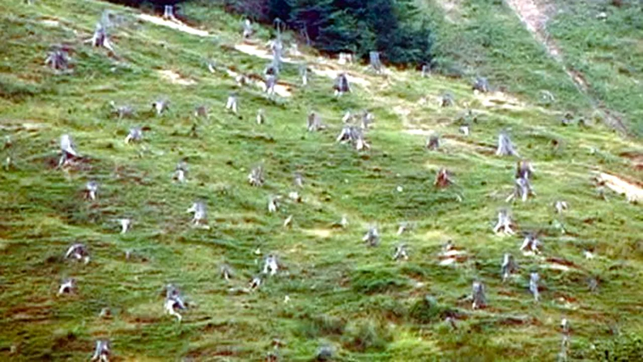 Camera Deputaţilor: Defrişările ilegale de pădure, vulnerabilitate la adresa siguranţei naţionale