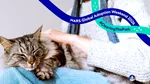 Mars lansează o platformă dedicată adopției animalelor de companie, în contextul unui nou studiu care arată ce îi împiedică pe oameni să adopte