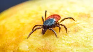 Mușcătura de căpușă poate declanșa o alergie severă la carne. Ce este sindromul alfa-gal