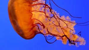 Fauna marină ar putea influenţa evoluţia climei planetei