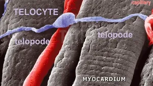 Cercetătorii români au făcut primele transplanturi de telocitele la animale