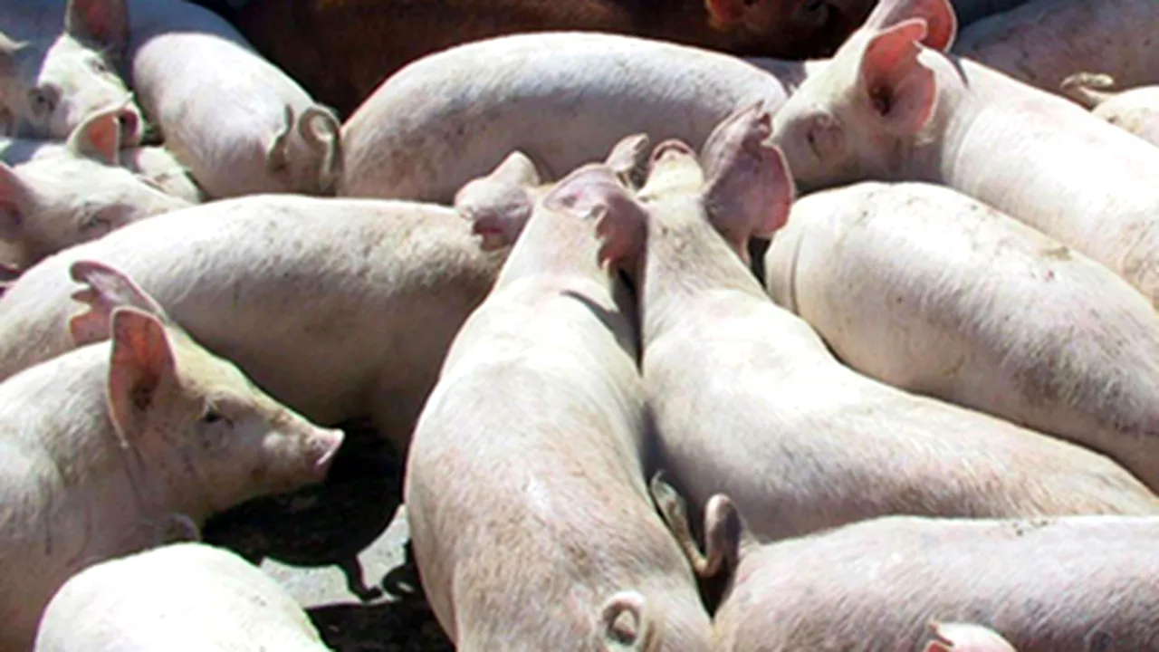 Romania May Resume Swine Exports In July