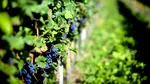 Schimbările climatice au „efecte pozitive” asupra strugurilor. Podgoriile din Franța nu sunt afectate de valul de căldură