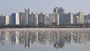 Cerul devine roz în Mumbai. O ”armată” de flamingo au invadat oraşul, în urma măsurilor Covid-19 | VIDEO