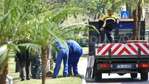 REPORTAJ: Milioane de lei cheltuiţi de primării pentru panseluţe, palmieri sau arţari globulari - FOTO