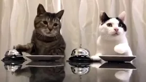 VIDEO Imagini extrem de amuzante. Cum 