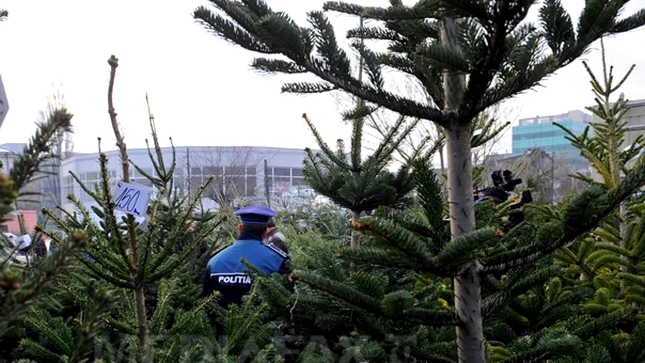 Mii de brazi de Crăciun, confiscaţi de poliţişti