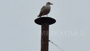 Cinci pescăruşi găsiţi morţi pe malul lacului Griviţa au fost depistaţi cu gripă aviară