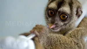 Ebola, combătută cu ajutorul unui tratament experimental