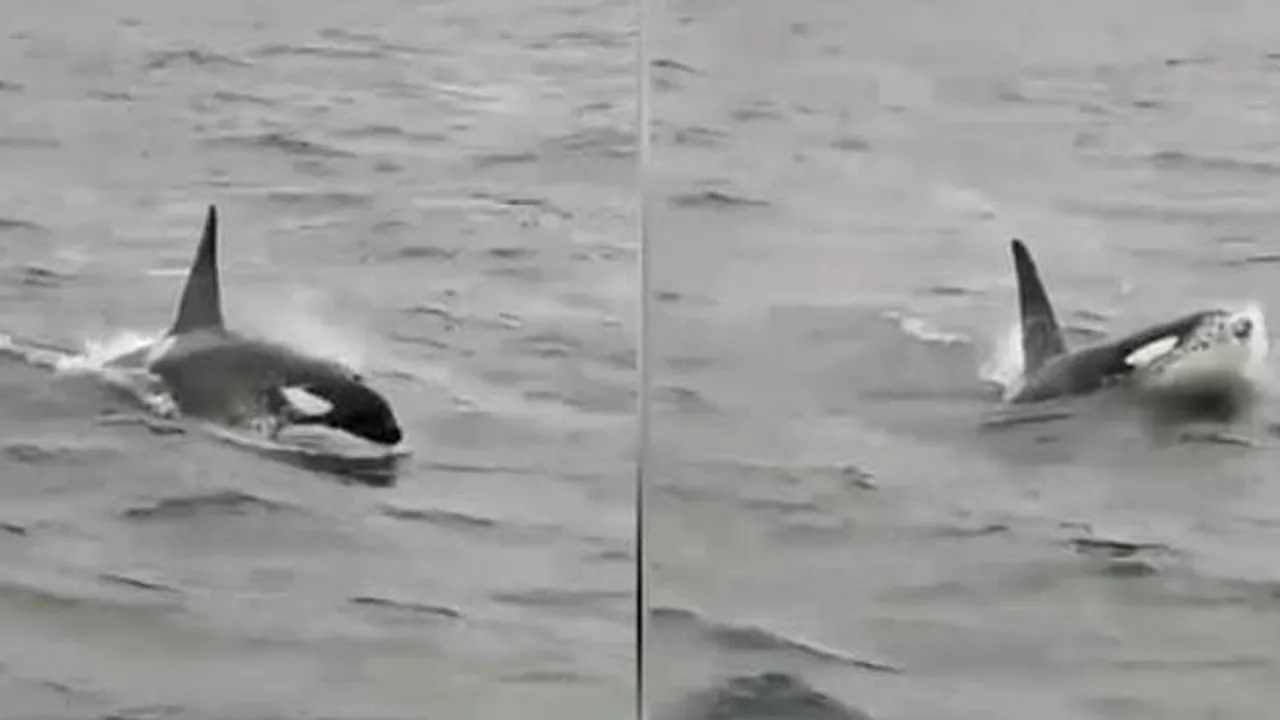 Balena care a rătăcit pe Sena a fost găsită moartă