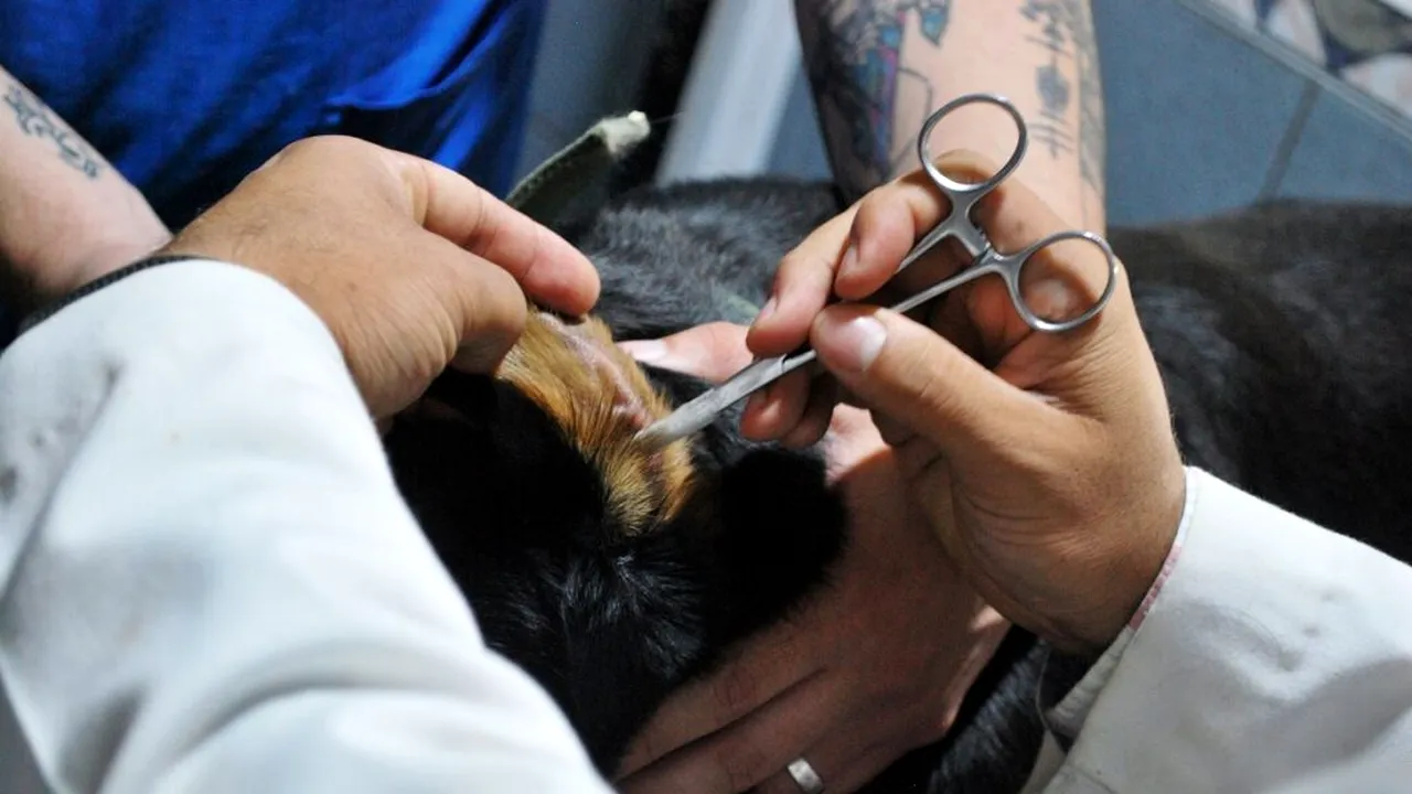 Spania are nevoie urgentă de medici veterinari: ce salarii primesc specialiștii