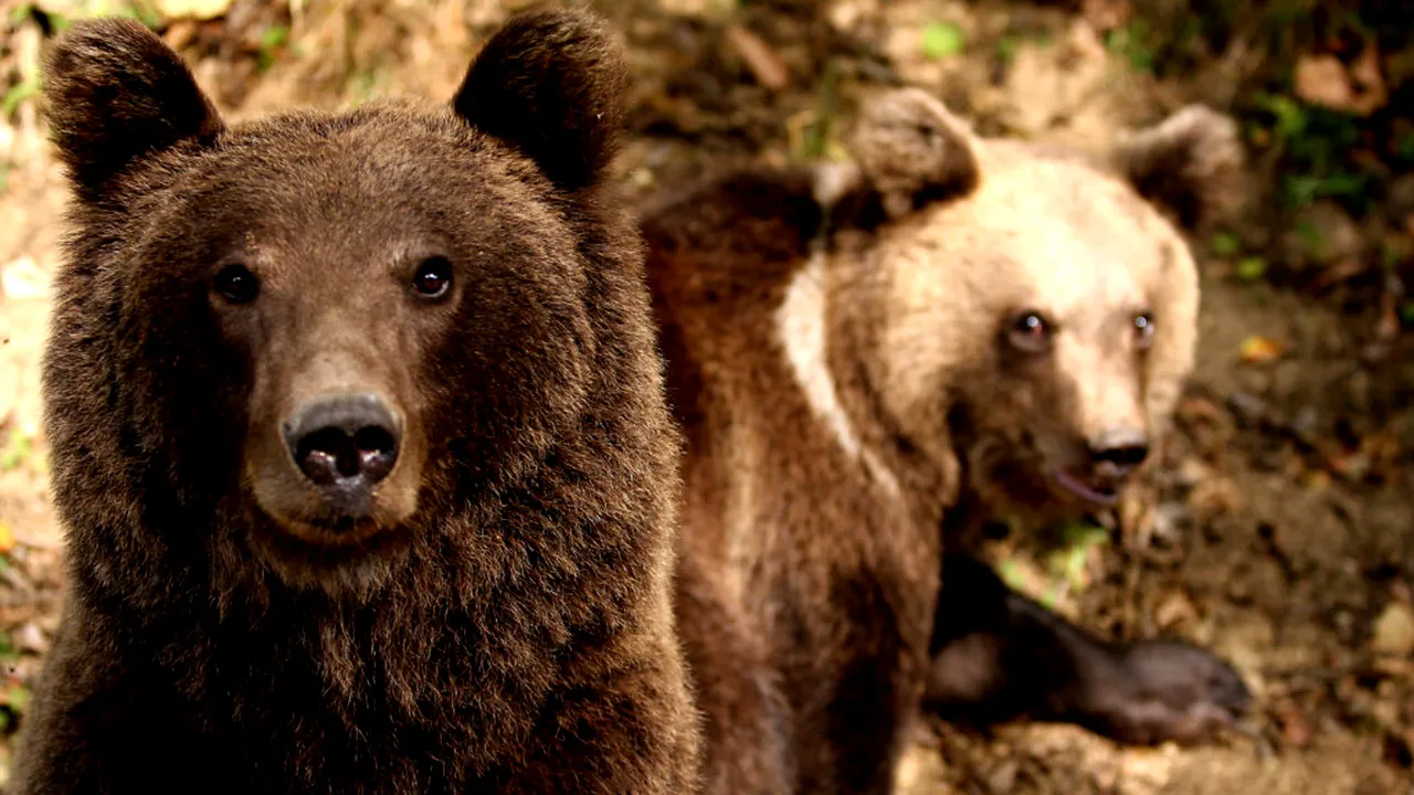 Avem cifrele oficiale. Câți urși sunt în realitate în România