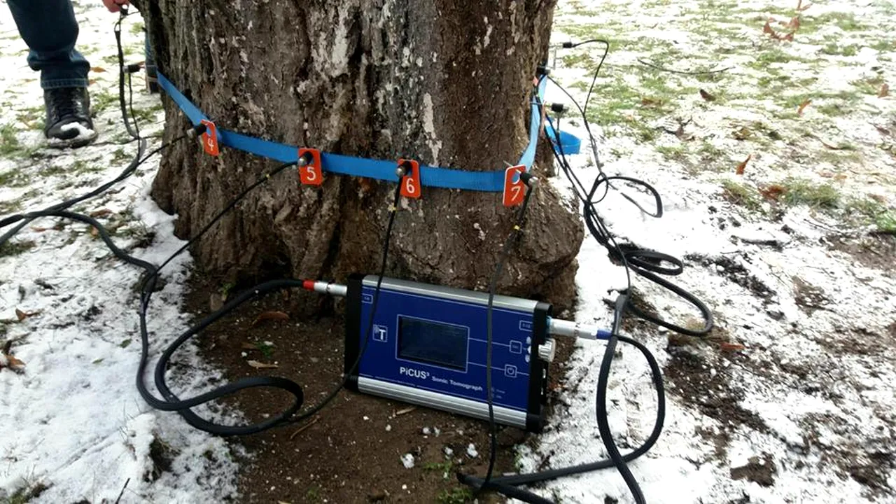 Primăria din Cluj a cumpărat un tomograf de 130.000 de lei pentru evaluarea sănătăţii arborilor