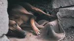 Un bărbat din Constanța ce a rănit un câine fără stăpân avea acasă un întreg arsenal. Ce au găsit polițiștii în locuință?