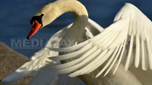 Bacăuan cercetat după ce a ucis o lebădă cu o piatră, fiind prins când fugea cu pasărea într-un sac