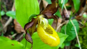 O foarte rară orhidee sălbatică a apărut într-o pădure din Parcul Natural Munții Maramureșului