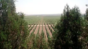 Bătălie aprigă în jurul falimentului Murfatlar: trei lichidatori judiciari în mai puţin de un an 