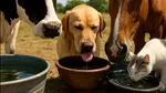 Măsuri obligatorii pentru protejarea animalelor în perioadele de caniculă emise de ANSVSA
