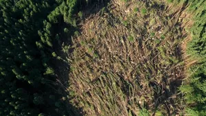 VIDEO „Forţa distructivă a naturii”. Hectare întregi vor fi reîmpădurite după o furtună puternică, în Suceava