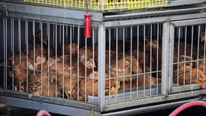 O fetiță de 3 ani a murit din cauza gripei aviare H5N1 în Mexic