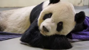 Tuan Tuan, ursul panda oferit de China Taiwanului în 2008, a murit