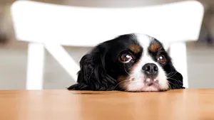 Cercetătorii susţin că „ochii de căţel”, grimasa care înduioşează privitorii, sunt rezultatul evoluţiei